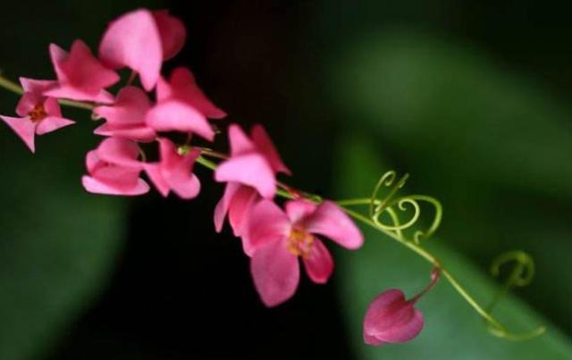 人到五十九，要懂得“沾花惹草”