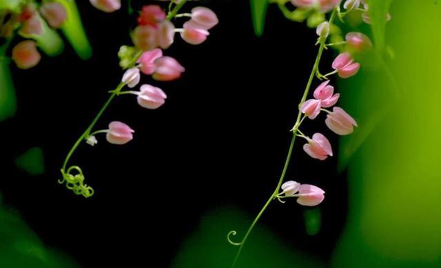 人到五十九，要懂得“沾花惹草”