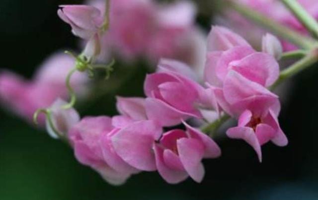 人到五十九，要懂得“沾花惹草”