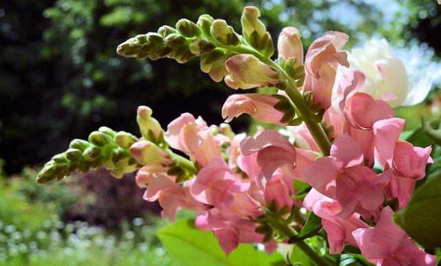 越“旱”長得越好，越“澇”越容易死，這2種花，真“神奇”！