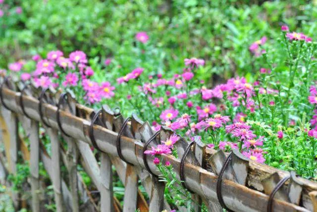 宅一個院子| 籬笆、小徑、花園…如果有個院子，該有多好！