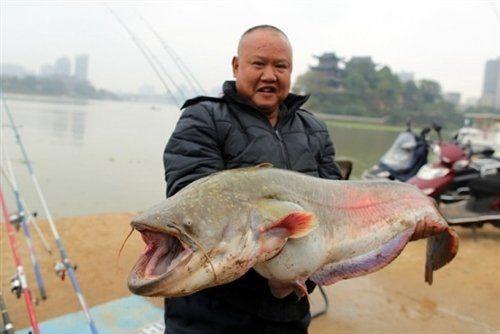 經常吃魚好處多，可痛風患者能吃嗎？ 今天告訴你，3種魚別吃了